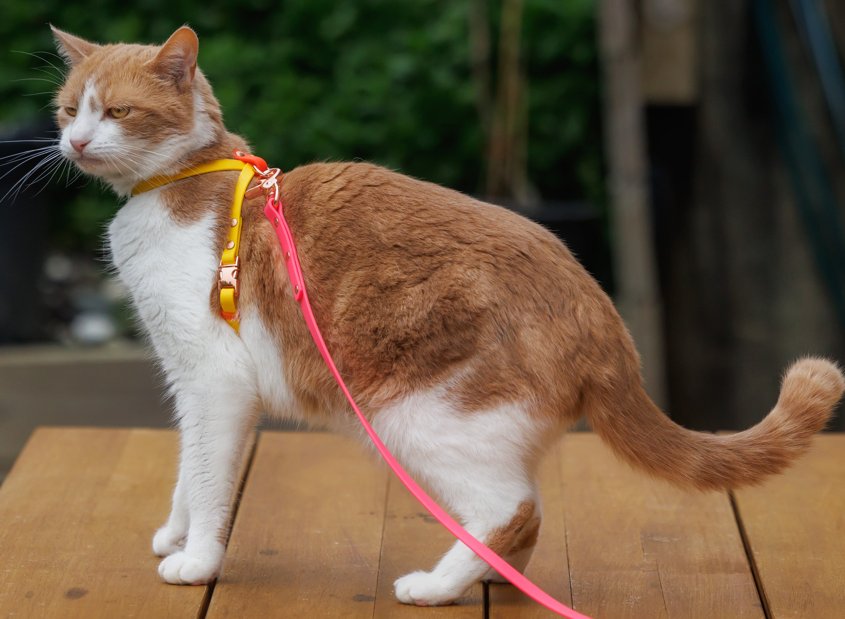 Cat harness nz sales kmart